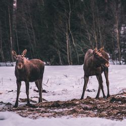 Horse standing on snow covered land