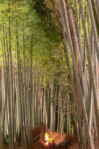 High angle view of bamboo trees in forest