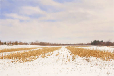Harvested corn field in winter.