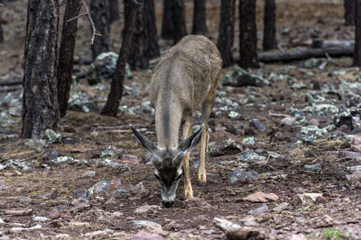 Deer in a forest