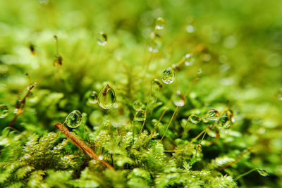 Close-up of water drops on plant