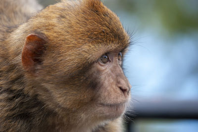 Close-up of a monkey looking away