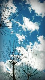 Low angle view of bare tree against sky