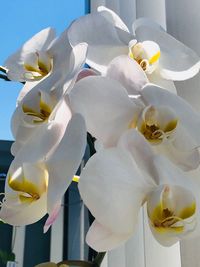Close-up of white orchid