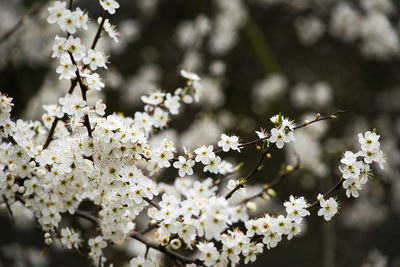 Close-up of white flowers