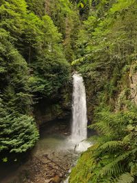 Scenic view of waterfall in forest