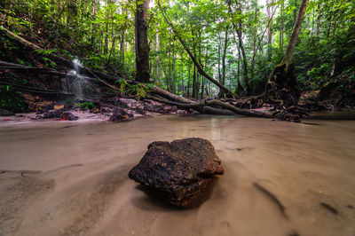 Surface level of stream against trees