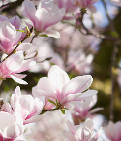 Close-up of pink cherry blossoms