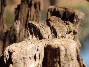 Close-up of lizard on tree stump