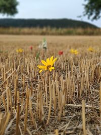 Yellow flowering plants on field