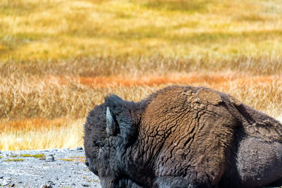 Close-up of bison on field