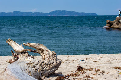 Driftwood on beach against sky