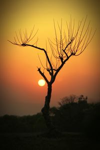 Silhouette bare tree against orange sky