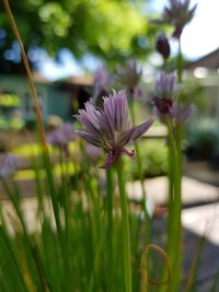 Close-up of purple crocus blooming outdoors