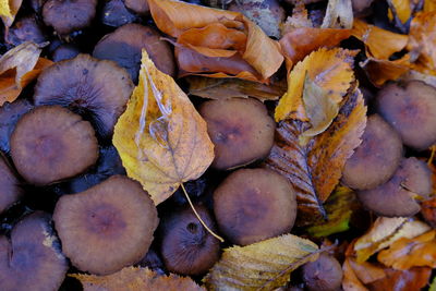 Full frame shot of dry leaves