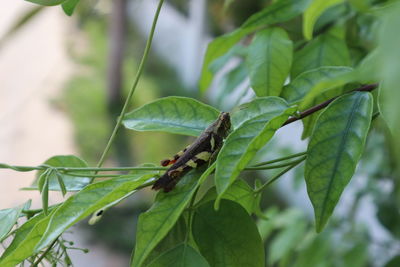 Close-up of insect on leaves