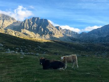 Horses in a valley