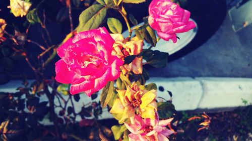 Close-up of pink flowers blooming outdoors