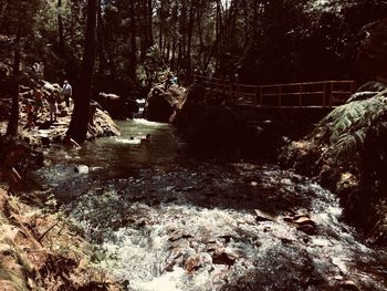 River flowing amidst trees in forest