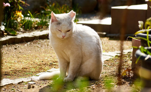 Close-up of cat sitting on field in yard