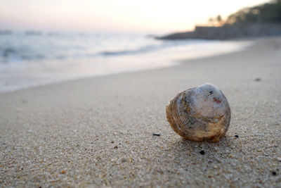 Close-up of seashell on sand at beach