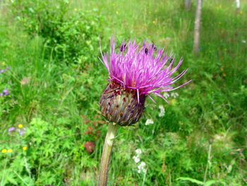 Close-up of pink flower blooming in park