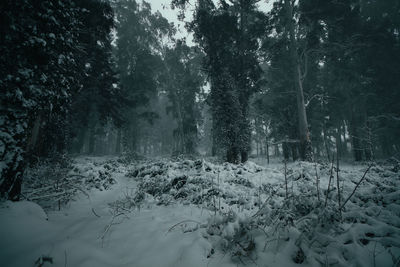 Snow covered land and trees in forest