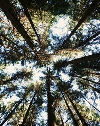 Low angle view of trees