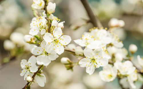 Close-up of white cherry blossoms