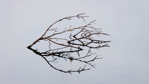 Low angle view of bare tree against sky