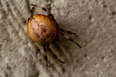 Close-up of insect