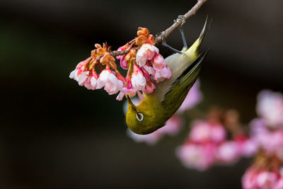 Close-up of bird perching on flower