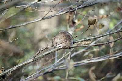 Close-up of bird perching on branch