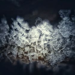 Close-up of snowflakes on tree