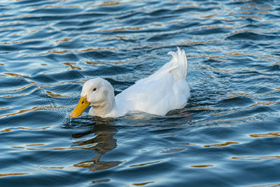 Seagull swimming in lake