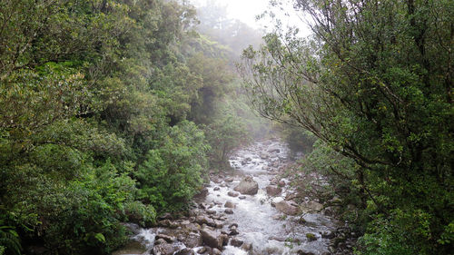 Scenic view of waterfall in forest