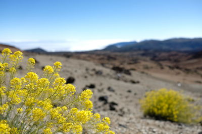 Yellow flowering plants on land against sky