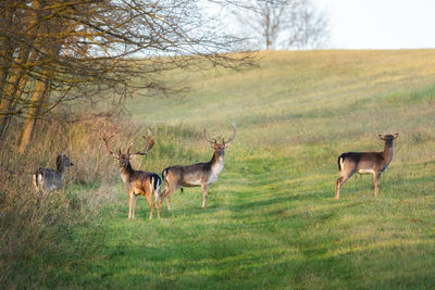 Horses standing in a field