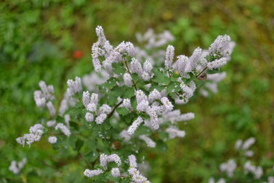 Close-up of white flowering plant during winter