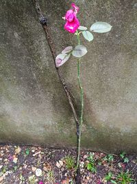 Close-up of pink flowers