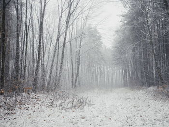 Bare trees in forest during winter