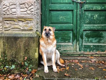 Dog sitting on wooden door