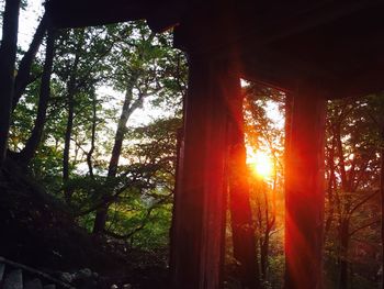 Low angle view of trees in forest