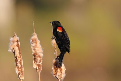 Close-up of bird perching