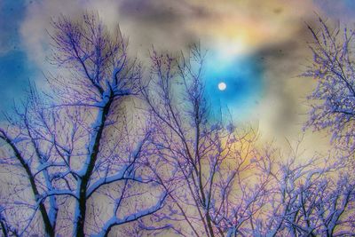 Bare trees against sky