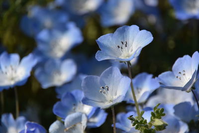 Close-up of purple white flowers