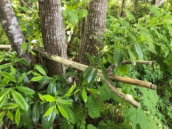 Low angle view of bamboo trees in forest