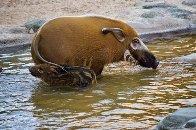 Horse in a lake