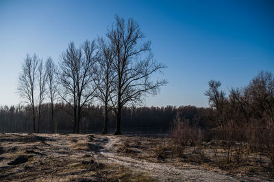 Bare trees on field against clear sky