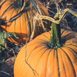 Close up on a halloween pumpkin